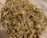 Foto del paso 4 de la receta: Germinado de lenteja