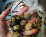 Foto del passaggio 2 della ricetta Spaghetti con vongole e tartufi di mare