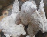Foto langkah ke 6 dari resep Chicken wings pedas manis.