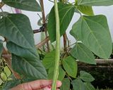 Foto langkah ke 1 dari resep Sayur Bobor Lembayung.