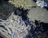 A picture of step 1 of Deepavali Legium - Diwali special.