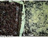 Foto langkah ke 9 dari resep Brownies Kukus.