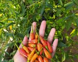 Foto langkah ke 1 dari resep Tumis Jamur Sawit Pedes Gila.