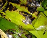 Foto langkah ke 8 dari resep Nasi bakar isi ayam suwir.