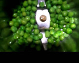 பெரட் பைஸ் (குவா சீஸ் சீஸ்) ரெசிபி ஸ்டேப் 2 புகைப்படம்
