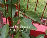 Foto langkah ke 1 dari resep Es Cincau Hijau Alami #EsZamanNow #CookpadCommunity_Bogor.