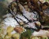 Foto langkah ke 2 dari resep Mie ayam.