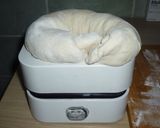 Buborék kenyér recept fázis 5 fotója