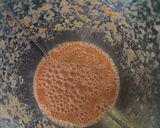 Foto langkah ke 2 dari resep Gulai pedas Ikan asap kepala mayung.