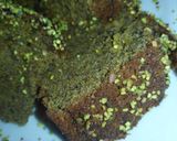 Foto del paso 6 de la receta: Bizcocho de pistachos y limón