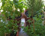 Foto del paso 1 de la receta: Boloñesa Mixta