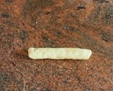 Une image de l'étape 10 de Recette du melonpan.