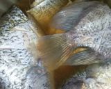 Foto langkah ke 1 dari resep Pesmol ikan gurame.
