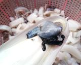 Foto langkah ke 2 dari resep Cumi saus hitam.