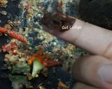 Foto langkah ke 5 dari resep Rujak Petis Special.