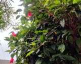 A picture of step 1 of Hibiscus flower Tea 🌸🌸☕🌸🌸.