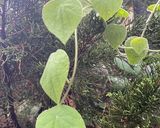 Foto langkah ke 1 dari resep Es Cincau Hijau.