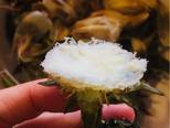 Hoa atiso Sapa luộc chấm muối tiêu chanh bước làm 4 hình
