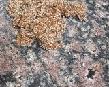 A picture of step 3 of Chikki.