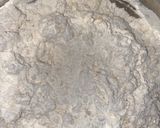 A picture of step 1 of Parotta(maida paratha).