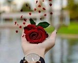 صورة لخطوة 7 من وصفة ورق عنب وكوسا مع اللحمة