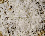 क्रंची मैगी (crunchy maggi recipe in hindi) रेसिपी चरण 4 फोटो
