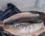 Foto del paso 2 de la receta: Sábalo a la parrilla