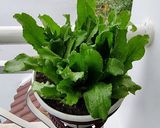 Hình bước làm 1 của món Bún riêu cua
