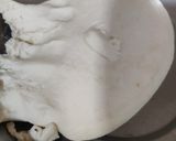 A picture of step 1 of Gujiya.