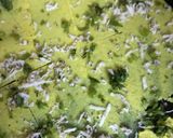 A picture of step 4 of Khandvi.