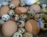 Foto langkah ke 2 dari resep Sate Telur Puyuh.