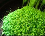 Foto langkah ke 2 dari resep Tape beras ketan hijau.