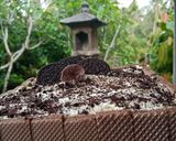 Foto langkah ke 5 dari resep Kue tart simple🌺base cake nya bolu panggang 3 telur.