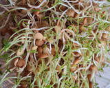 Foto del paso 9 de la receta: Brotes de lentejas al limón 🌱🍋 Germinado de lentejas alimonadas 🌱 🍋