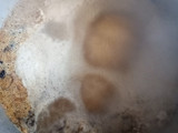 Swahili pilau la nazi