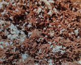 கோக்னட் ஸ்வீட் ராகி சேமியா (Coconut sweet raagi semiya recipe in tamil) ரெசிபி ஸ்டேப் 3 புகைப்படம்