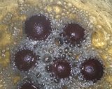 काला जाम (Kala jam recipe in hindi) रेसिपी चरण 3 फोटो