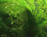 A picture of step 2 of Aloo Palak Curry.