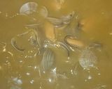 Foto del paso 7 de la receta: Bisque de Langostinos, Chirlas, Mejillones, Dorada y Atún Rojo