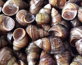 Hình bước làm 1 của món Ốc đá xào dừa