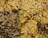 A picture of step 4 of Curry leaves thokku.