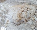 A picture of step 9 of Croissants.