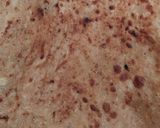 आलू का पराठा (Aloo ka paratha recipe in hindi) रेसिपी चरण 3 फोटो