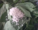 Foto langkah ke 1 dari resep Gulai Daun Singkong.