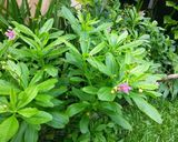 Foto langkah ke 1 dari resep Orak arik sayur gingseng.