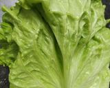 Foto del paso 1 de la receta: Ensalada de lechuga, repollo y zanahoria con aderezo 🥗