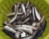 Foto del paso 1 de la receta: Sardinas en salmuera