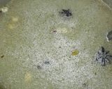 Foto langkah ke 6 dari resep Bakso Kuah.