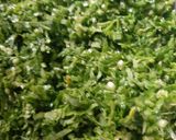 A picture of step 1 of Sarson Ka Saag and Makki Ki Roti.