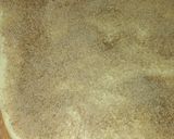 A picture of step 5 of Cinnamon Rolls.